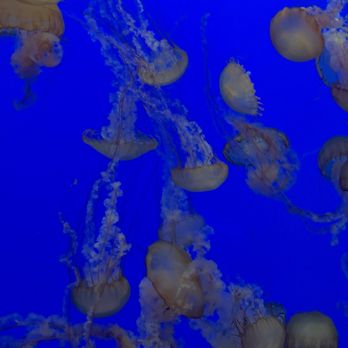 Monterey Bay Aquarium - August 2026- jellies - Aquariums Near Me - Monterey, California