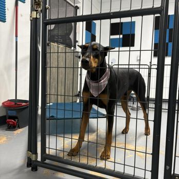 Zippity Doo Dawgs - Pet Groomers Near Me - Kingsland, Texas Zippity Doo Dawgs - Pet Groomers Near Me - Kingsland, Texas