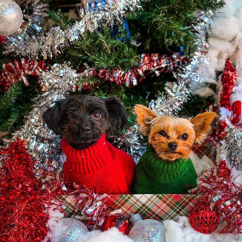 NYC Pet Services - Pet Groomers Near Me - Astoria, New York NYC Pet Services - Pet Groomers Near Me - Astoria, New York