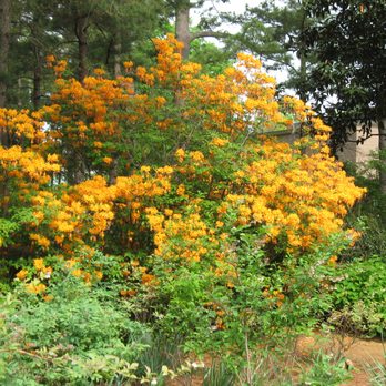 WRAL Azalea Gardens - Botanical Gardens Near Me - Raleigh, North Carolina