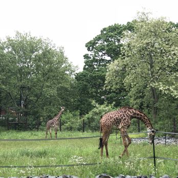 Franklin Park Zoo - Zoos Near Me - Boston, Massachusetts Franklin Park Zoo - Zoos Near Me - Boston, Massachusetts