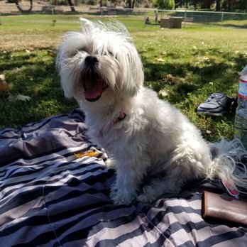 Redlands Dog Park - Bobsy hanging out - Dog Parks Near Me - Redlands, California Redlands Dog Park - Bobsy hanging out - Dog Parks Near Me - Redlands, California