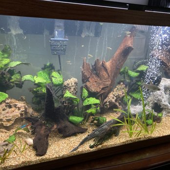 Thee Abyss Aquarium Service - Peaceful community schooling fish coming soon! - Aquarium Services Near Me Thee Abyss Aquarium Service - Peaceful community schooling fish coming soon! - Aquarium Services Near Me