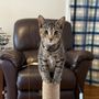 Photo of Darbster Kitty