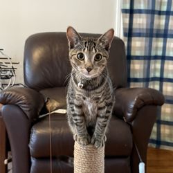 Darbster Kitty - Stella and her crazy moves