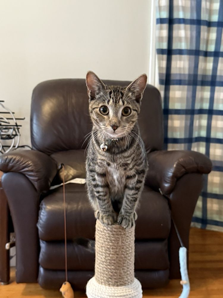 Darbster Kitty - pet boarding facility in Manchester, NH