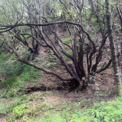 Tiburon Uplands Natural Preserve