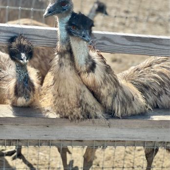 Ostrichland USA - Gorgeous hungry emus huddled together! Fun fact: they're the 2nd largest birds! - Attraction Farms Near Me - Solvang, California Ostrichland USA - Gorgeous hungry emus huddled together! Fun fact: they're the 2nd largest birds! - Attraction Farms Near Me - Solvang, California
