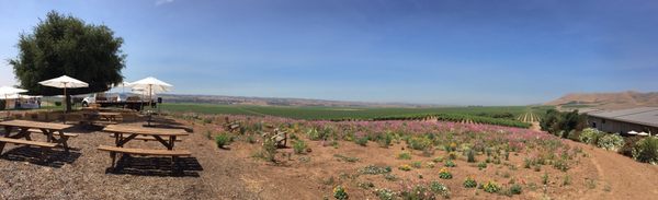 Cambria Winery by null