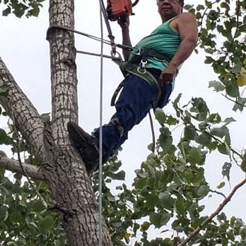 Griffin Tree Service - Very dangerous!! - Tree Services Near Me - Bristow, Oklahoma