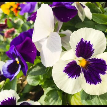 Anderson Farms - Nurseries & Gardening Near Me - Attleboro, Massachusetts Anderson Farms - Nurseries & Gardening Near Me - Attleboro, Massachusetts