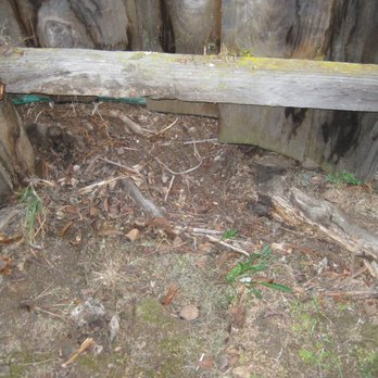Tom 4 Stumps - Stump already rotted away after 35 years so no need. - Tree Services Near Me - San Jose, California Tom 4 Stumps - Stump already rotted away after 35 years so no need. - Tree Services Near Me - San Jose, California