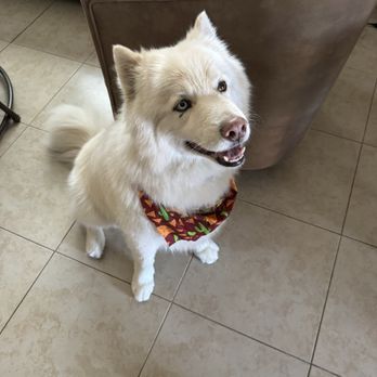 Paws And Claws Dog Grooming Salon - Nikko after grooming - Pet Groomers Near Me - Oxnard, California Paws And Claws Dog Grooming Salon - Nikko after grooming - Pet Groomers Near Me - Oxnard, California