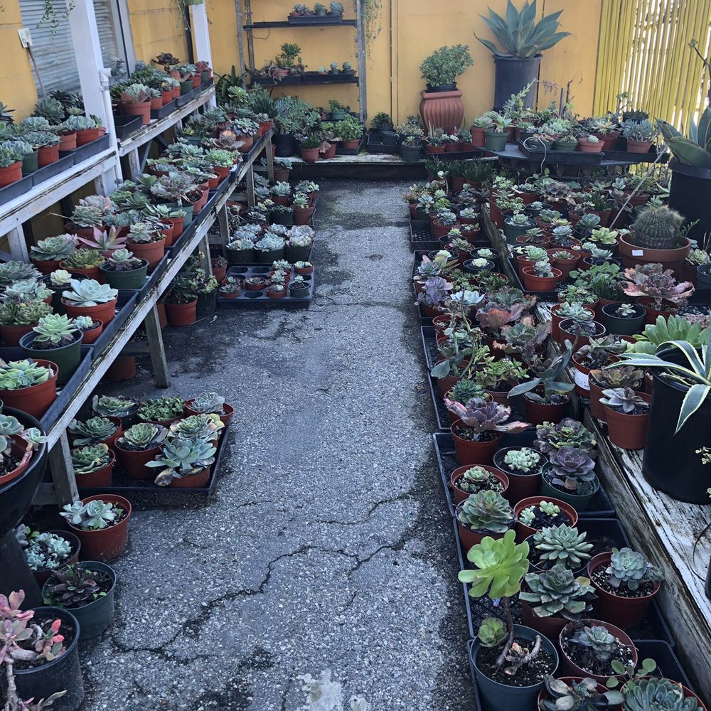 Lucky Plants - Heaven. - Nurseries & Gardening Near Me - Hermosa Beach, California Lucky Plants - Heaven. - Nurseries & Gardening Near Me - Hermosa Beach, California