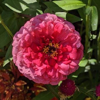 Brookside Gardens  - Flowers @ the park - Botanical Gardens Near Me - Wheaton, Maryland