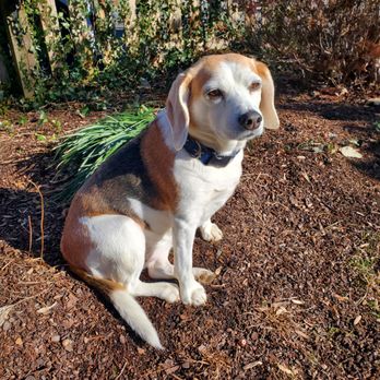 Wagnificent Pet Care - Dog Walkers Near Me - Walkersville, Maryland Wagnificent Pet Care - Dog Walkers Near Me - Walkersville, Maryland