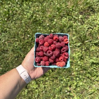 Adam's Berry Farm - Raspberries we picked - Fruits & Veggies Near Me - Charlotte, Vermont