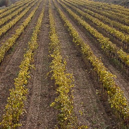 Bodega Miquel Jané - Wineries Near Me - Fontrubí, B