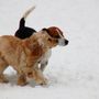 Photo of Springwater Pet Resort