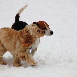 Springwater Pet Resort