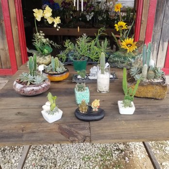 Serenity Orchid & Bonsai - Nurseries & Gardening Near Me - Miami, Florida Serenity Orchid & Bonsai - Nurseries & Gardening Near Me - Miami, Florida
