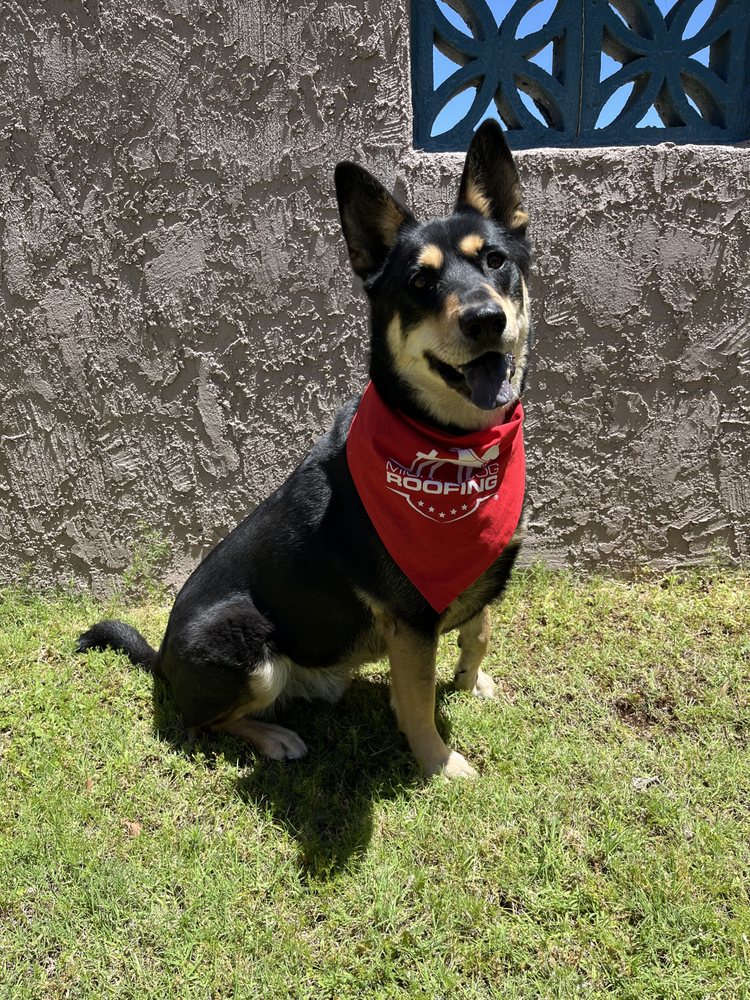 MIGHTY DOG ROOFING OF TUCSON Updated September 2024 Request a Quote