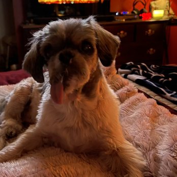 Kathy's Canine Connection - Pet Groomers Near Me - Redding, California