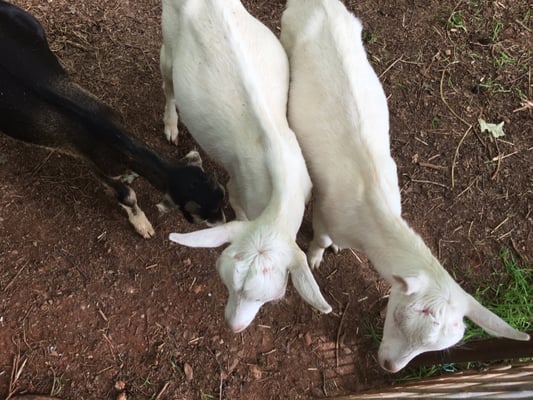 Caromont Farm by null