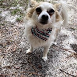 Aunt Kerry's Pet Stop