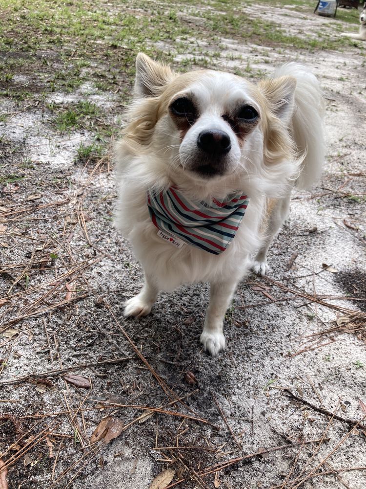 Aunt Kerry's Pet Stop Image