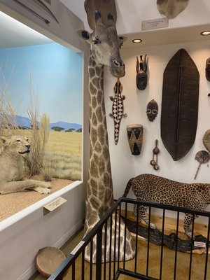 Bryce Wildlife Adventure by null