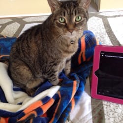 Animal Medical Center Of Lehigh Acres - She is our loving baby that was ripped out of my boyfriends arms ... I wanted to have a picture posted here for them so see