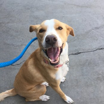 Devotion To Dogs - Denali - Pet Training Near Me - El Cajon, California