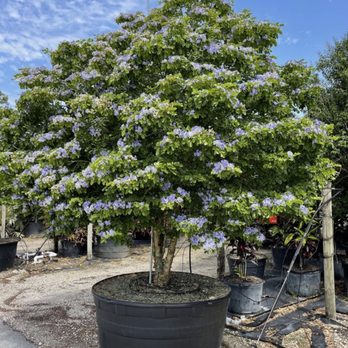 Jaguar Garden Designs - Landscaping Near Me Jaguar Garden Designs - Landscaping Near Me