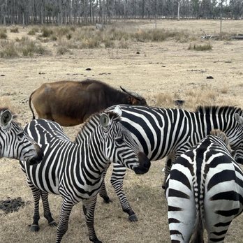 Safari Wilderness Ranch - Zebra - Tours Near Me - Lakeland, Florida Safari Wilderness Ranch - Zebra - Tours Near Me - Lakeland, Florida