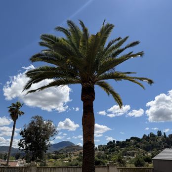 Rana’s Tree Service - Canary Palm Trimming - Landscaping Near Me Rana’s Tree Service - Canary Palm Trimming - Landscaping Near Me