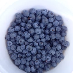 West Tom - Blueberry picking