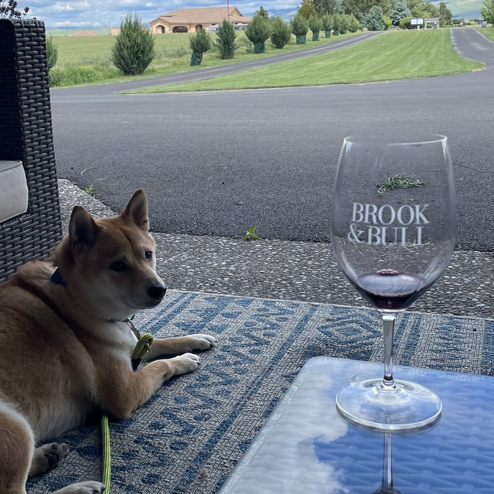 Shiba is comfy :)
