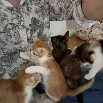 Lamorinda Cat Care - Pet Sitting Near Me Lamorinda Cat Care - Pet Sitting Near Me
