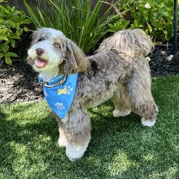 Posh Paws Pet Spa - Pet Groomers Near Me - Ladera Ranch, California Posh Paws Pet Spa - Pet Groomers Near Me - Ladera Ranch, California