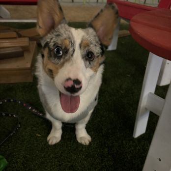 Chicken N Pickle - Perfect spot for pups - Pickleball Near Me - Glendale, Arizona