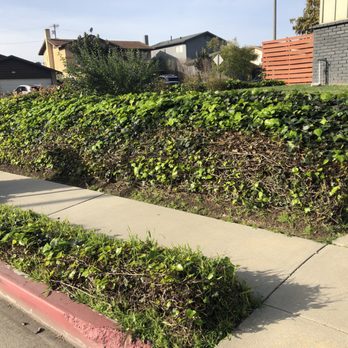 Aquatic Irrigations - The beauty beneath: transforming tangled ivy into a canvas of renewed elegance through meticulous removal - Lawn Services Near Me