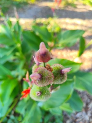 Couturie Forest by null