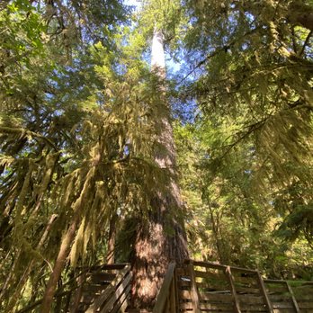 Quinault Rain Forest - Parks Near Me - Amanda Park, Washington Quinault Rain Forest - Parks Near Me - Amanda Park, Washington
