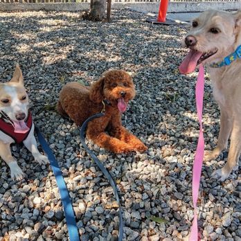 Pawhamas Resort - Pet Boarding Near Me - Glendale, California Pawhamas Resort - Pet Boarding Near Me - Glendale, California