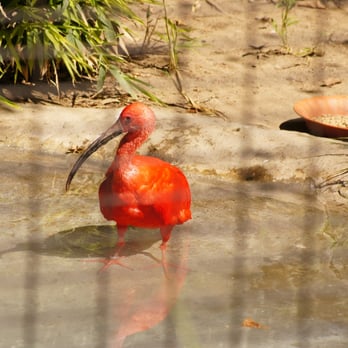 Micke Grove Zoo - Scarlet Ibis~ I fell in love with this bird.  The color is indescribable. - Zoos Near Me - Lodi, California