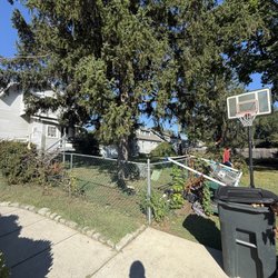 Escolero Tree Service & Landscaping - Tree trimmed 
Before