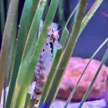 Mississippi Aquarium - Aquariums Near Me - Gulfport, Mississippi