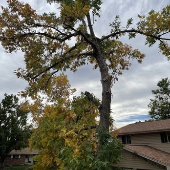 Manny’s Tree Services - After - Tree Services Near Me Manny’s Tree Services - After - Tree Services Near Me