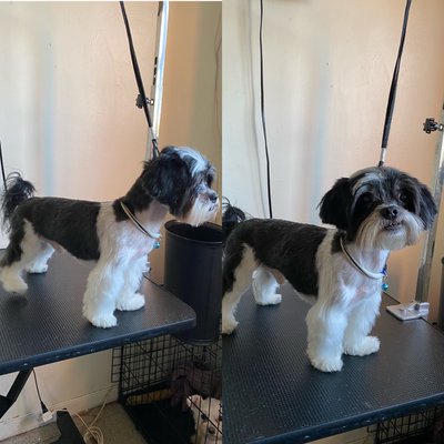 Pick up or Drop Off Dog Grooming - Dog grooming in Queens. I offer pick up or drop off dog grooming services. I have been grooming my whole life and it is safe to say that this is a passion of mine. I have four dogs of I own and I treat every dog like they're one of mine. Call me today to book! Pick up or Drop Off Dog Grooming - Dog grooming in Queens. I offer pick up or drop off dog grooming services. I have been grooming my whole life and it is safe to say that this is a passion of mine. I have four dogs of I own and I treat every dog like they're one of mine. Call me today to book!